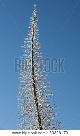 Dead Ear Of Echium