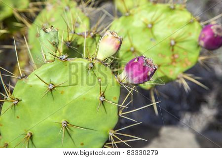 Detail Of Large Cactus
