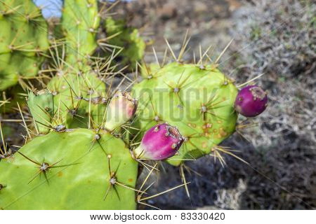Detail Of Large Cactus