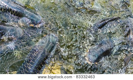Many Of Wild Carp Fish