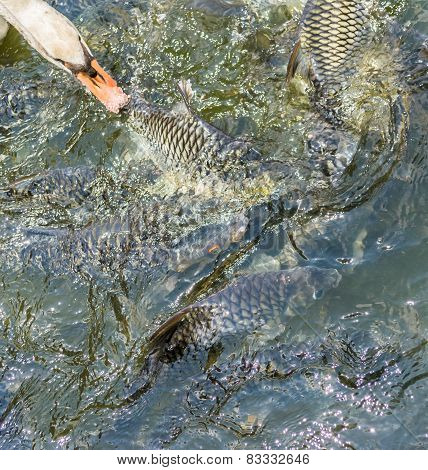 Many Of Wild Carp Fish
