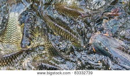 Many Of Wild Carp Fish