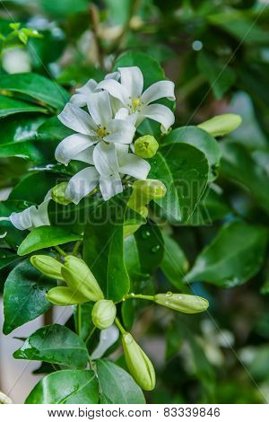 Cosmetic Bark Tree, Satin-wood