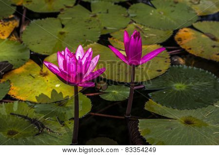 Water lily