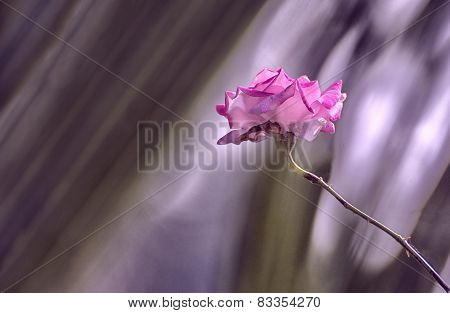 Pink rose