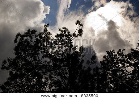 Black Pinetree Against A Dramatic Sky