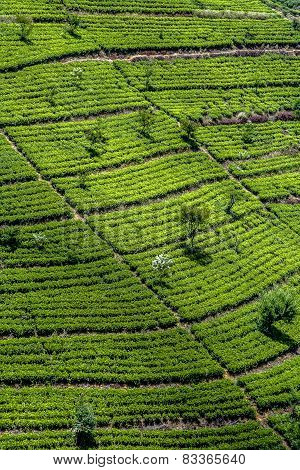 Green Tee Terrasses In The Highland From Sri Lanka In  Fog Near Nuwara Eliya