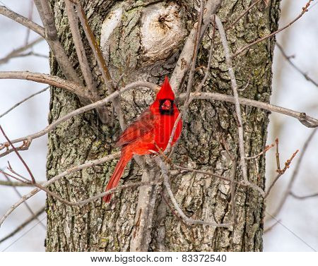 A Male Northern Cardinal Eating Sunflower Seeds In A Tree