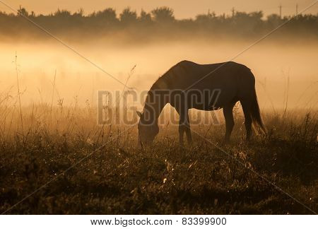 Horse silhouette on a background of dawn. Horse grazes, walks on the field