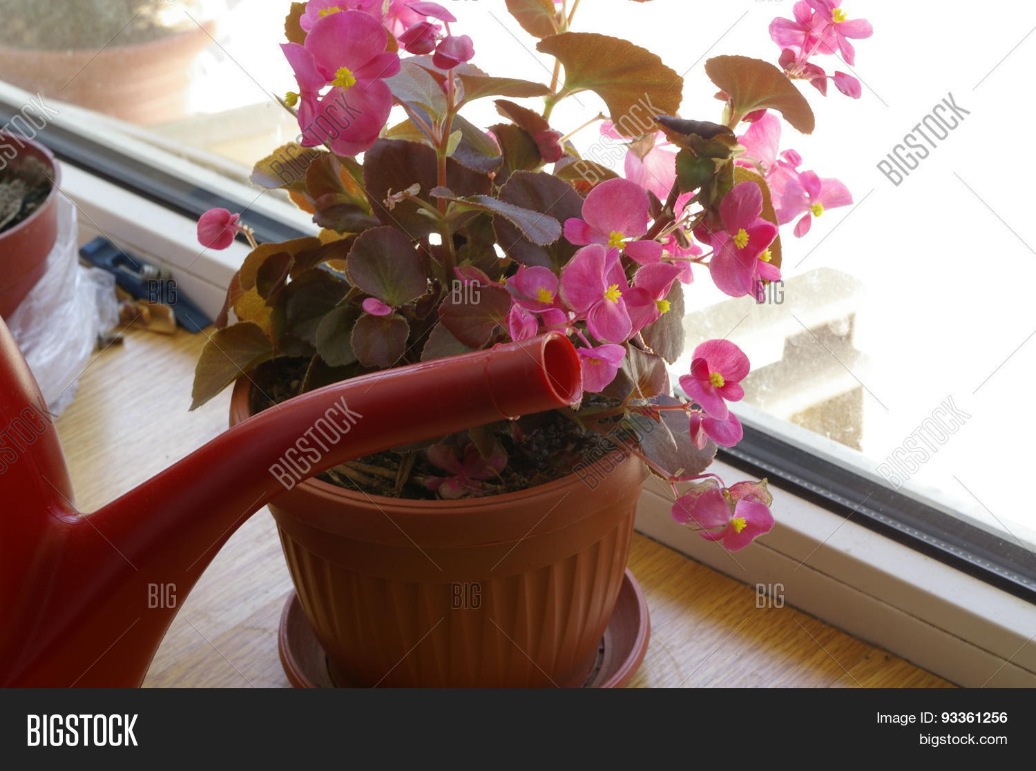 Image Preview