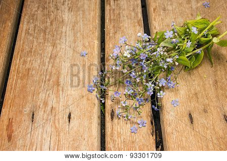 Brunner Siberian On A Wooden Table