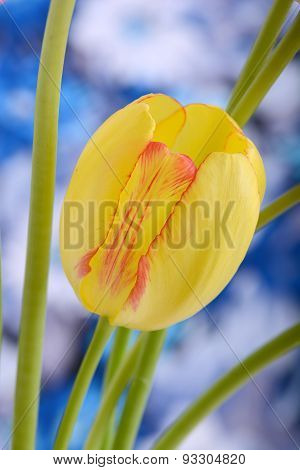 Yellow Tulips Close Upclose Up To Red Tulips