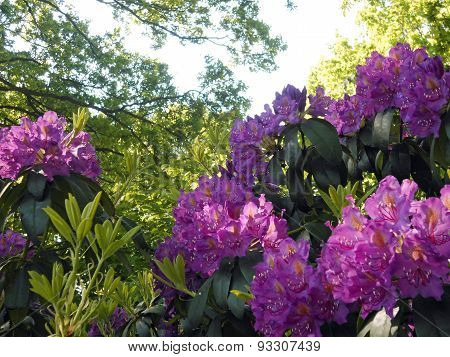 Park in the summer.Flower,plants,trees - closeup