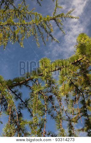 pine tree branches