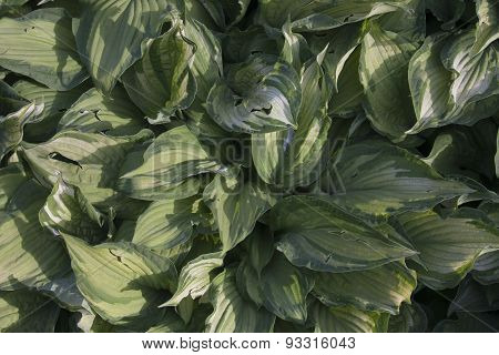plant foliage