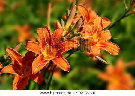 Giglio di Hemerocallis