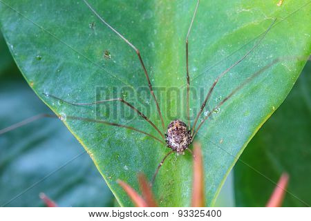 Harvestman Spider Or Daddy Longlegs