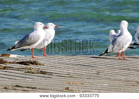 Group of seagulls on the boat ramp