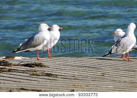 Group of seagulls on the boat ramp