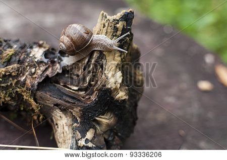 Snail on a log