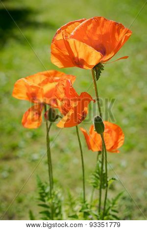 Bright Red Corn Poppy Flowers In Summer