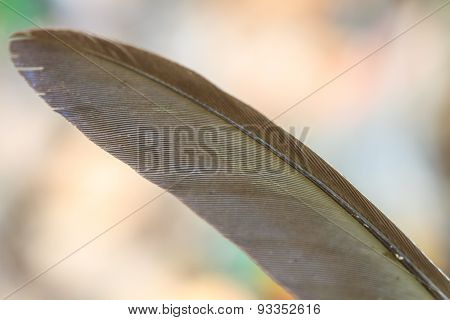 Bird feather