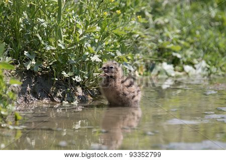 black-headed gull chick