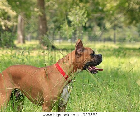 Boxer