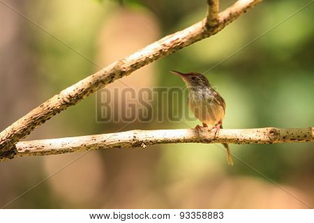 Dark-necked Tailorbird