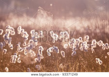 Cottograss And Spiderweb In Morning Light