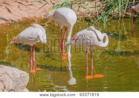 Greater Flamingo