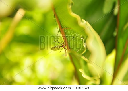 mosquito da planta