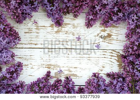 Purple lilac bush