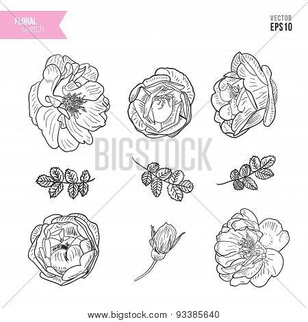 Briar rose sketch set