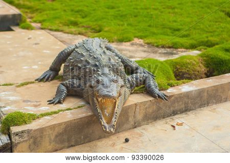 Crocodile