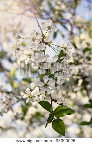 Cherry Blossoms On A Branch