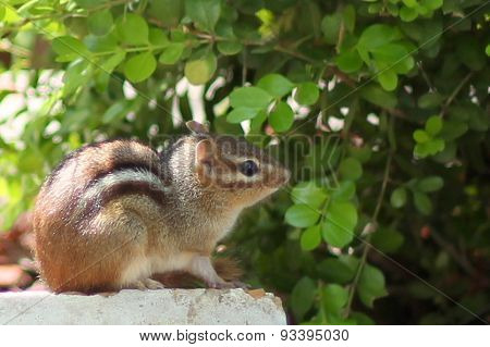 Chipmunk