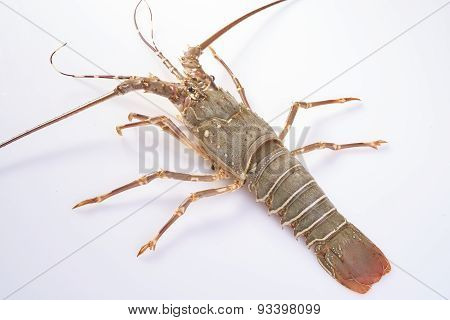 Lobster