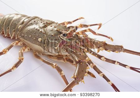Lobster