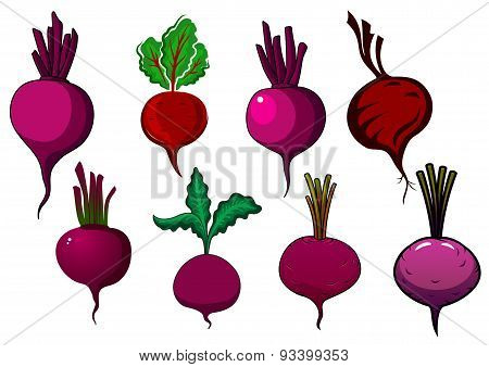 Purple beets vegetables with stalks and leaves