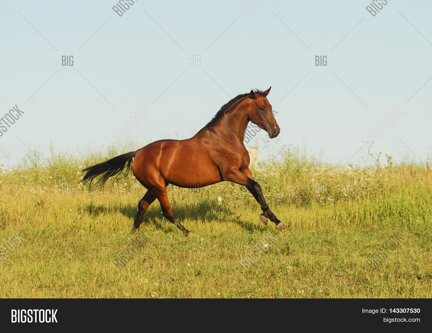 Red Horse Black Mane Image & Photo (Free Trial) Bigstock
