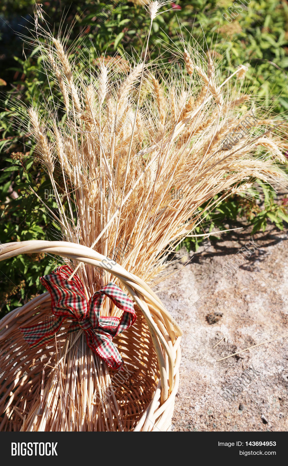 Sheaf Wheat Aka Bundle Image & Photo (Free Trial) Bigstock