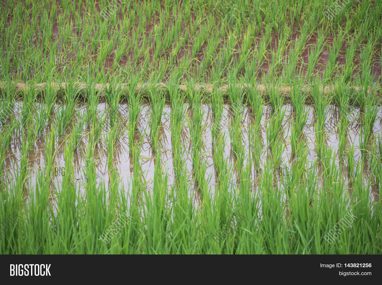 Agriculture 图片和照片（免费试用） | Bigstock