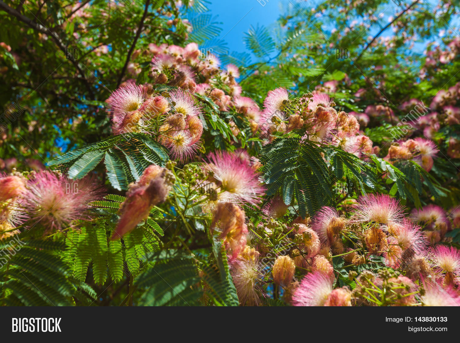 Persian Silk Tree Image Photo Free Trial Bigstock