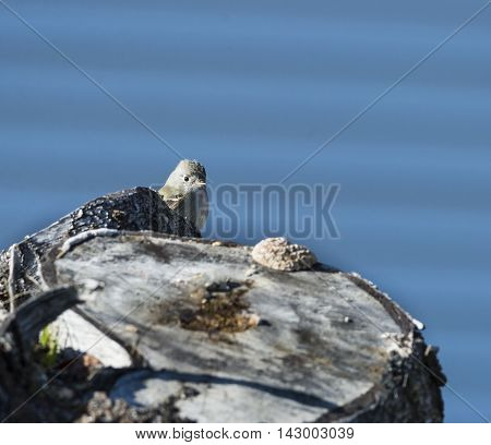 Hammond's Flycatcher rarely seen in Massachusetts; spotted in Fairhaven January 1 and 2 2016