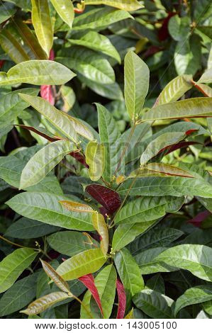 close up fresh green Picara tree in nature garden