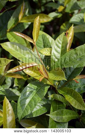 close up Picara tree in nature garden