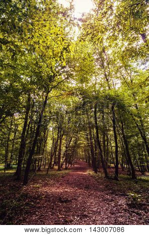 mysterious forest, Hoia- Baciu, Romania Near Cluj