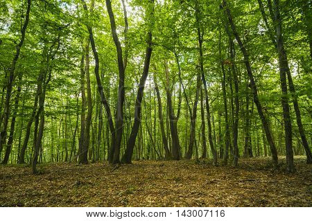 mysterious forest, Hoia- Baciu, Romania Near Cluj
