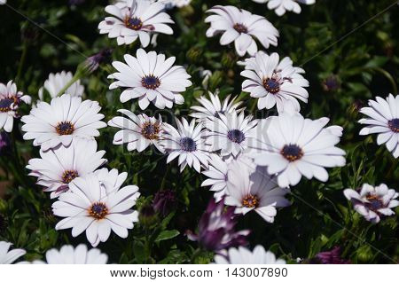 Lovely light violet Chrysanthemum garden under sun light